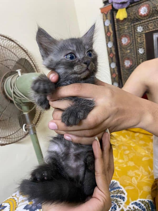 kittens Himalayan Persian 0