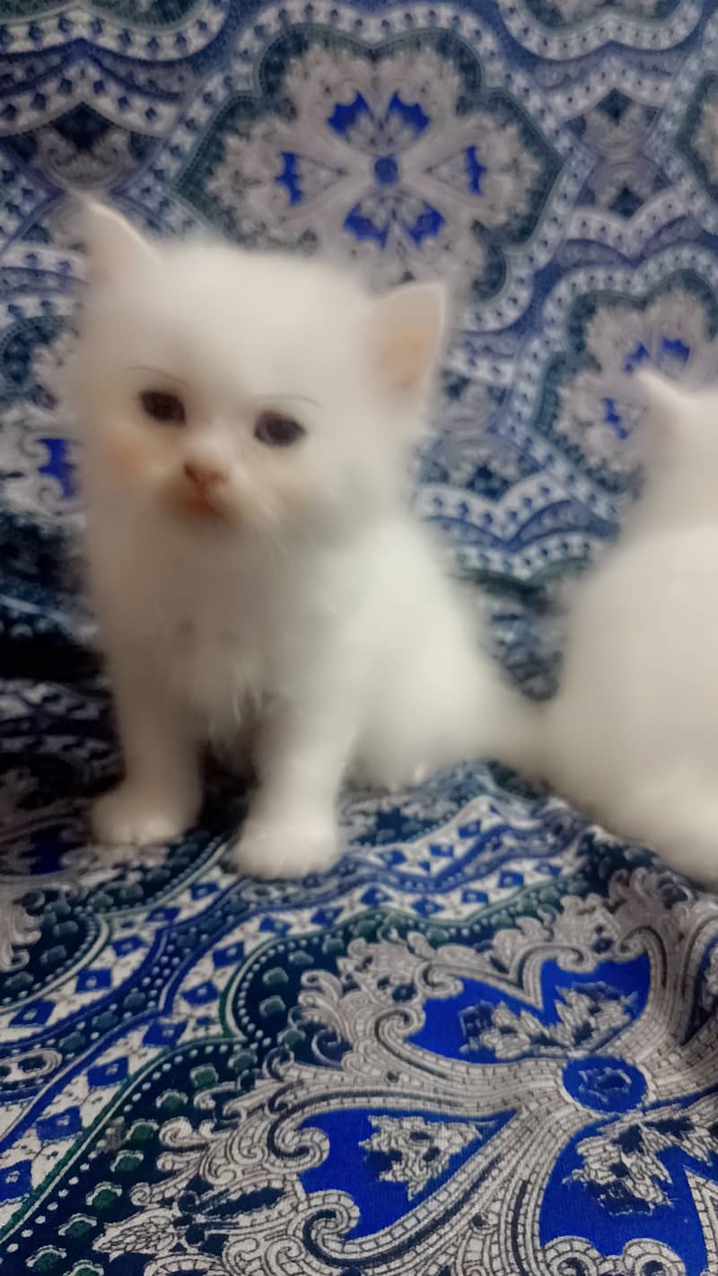 Pair of kitten 0