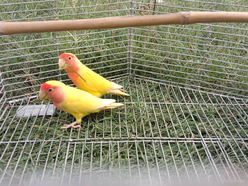 love birds 3