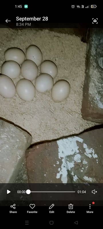 gahr Kay desi eggs / organic eggs 0