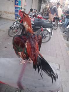 Amroha aseel bird breedar