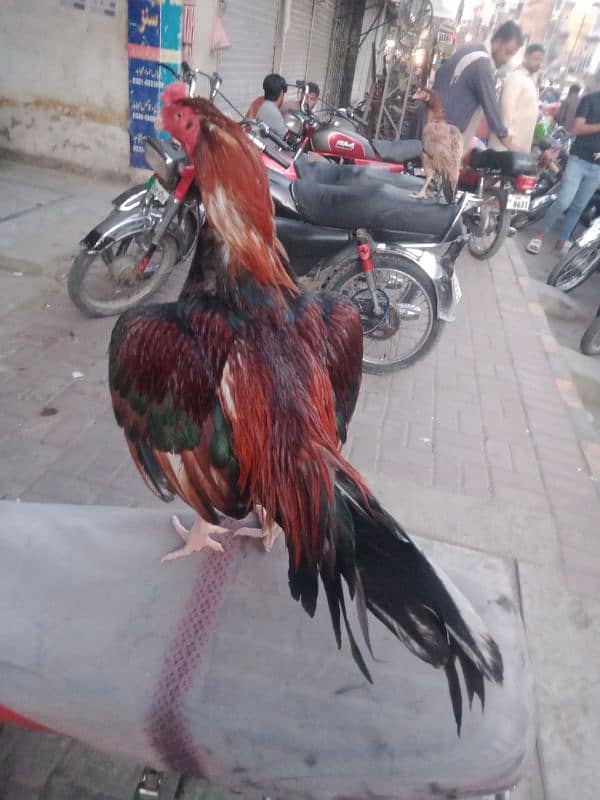 Amroha aseel bird breedar 0