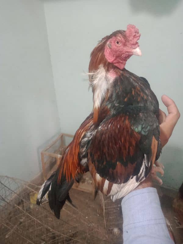 Amroha aseel bird breedar 1