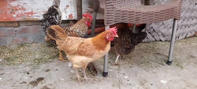 3 hens and 1 cock for sale