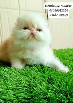 pure Persian exotic female kitten  piki/peke face CFA bloodline