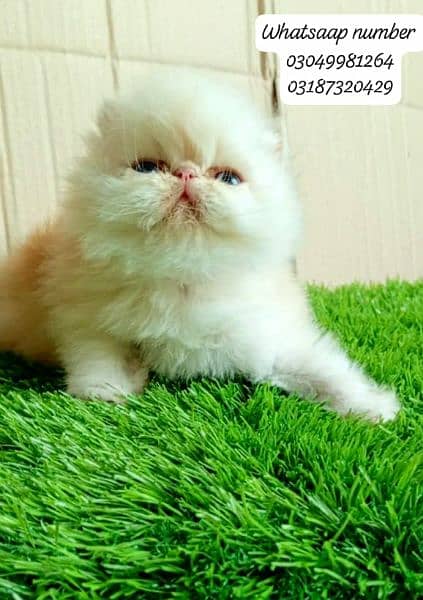 pure Persian exotic female kitten  piki/peke face CFA bloodline 0