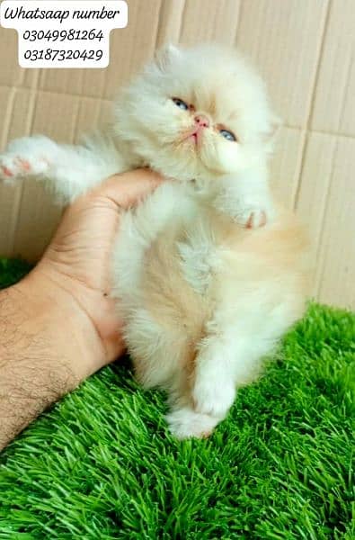 pure Persian exotic female kitten  piki/peke face CFA bloodline 1