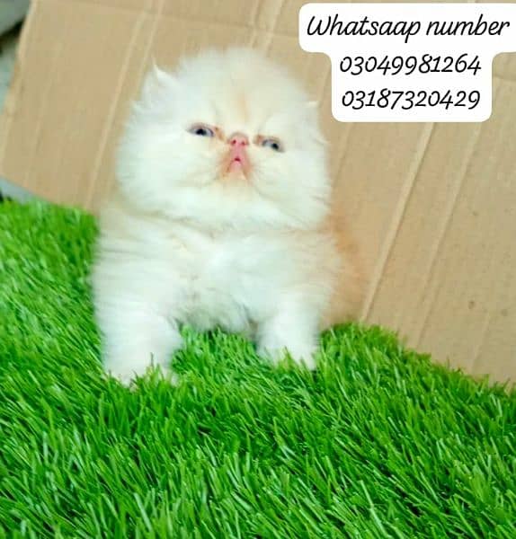 pure Persian exotic female kitten  piki/peke face CFA bloodline 2