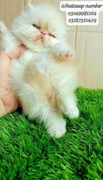 pure Persian exotic female kitten  piki/peke face CFA bloodline 3