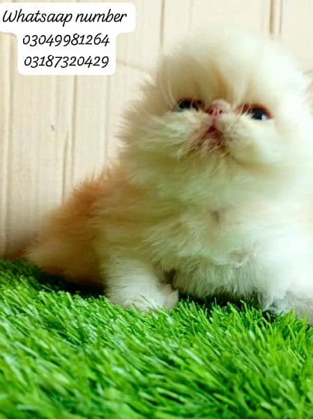 pure Persian exotic female kitten  piki/peke face CFA bloodline 4