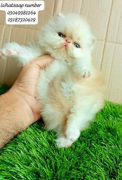 pure Persian exotic female kitten  piki/peke face CFA bloodline 5