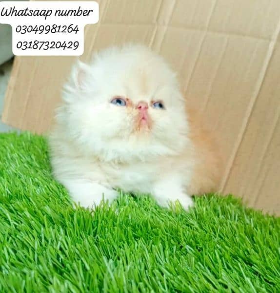 pure Persian exotic female kitten  piki/peke face CFA bloodline 6