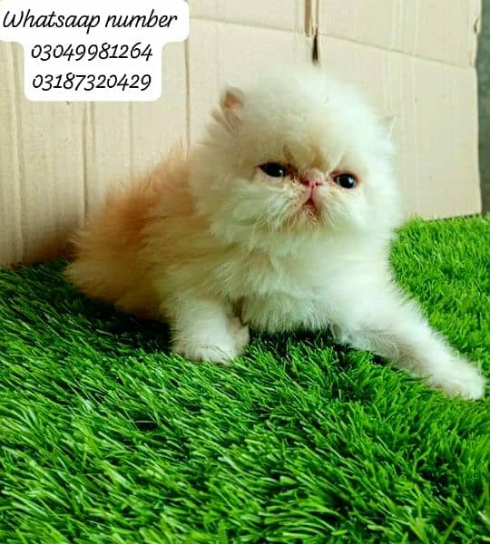 pure Persian exotic female kitten  piki/peke face CFA bloodline 7