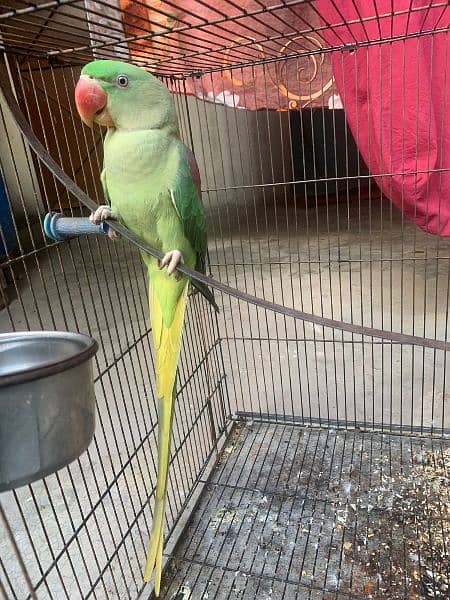 Raw Parrot pair with cage 0