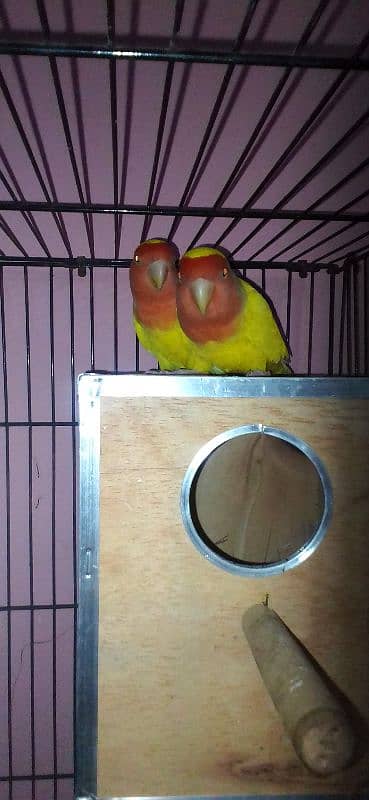 lovebirds pairs with cage and without cage 3