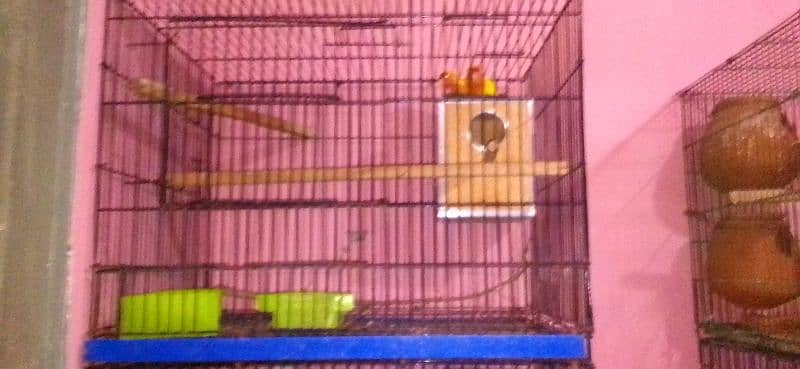 lovebirds pairs with cage and without cage 4