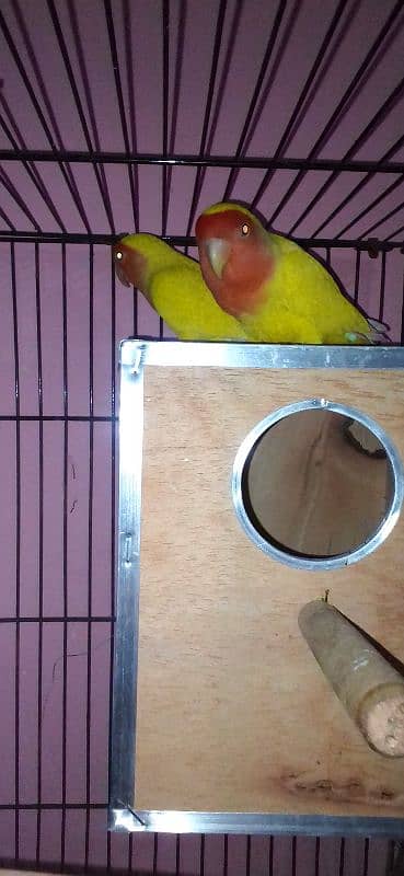 lovebirds pairs with cage and without cage 5