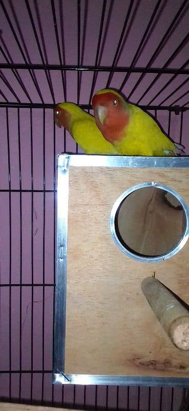 lovebirds pairs with cage and without cage 6