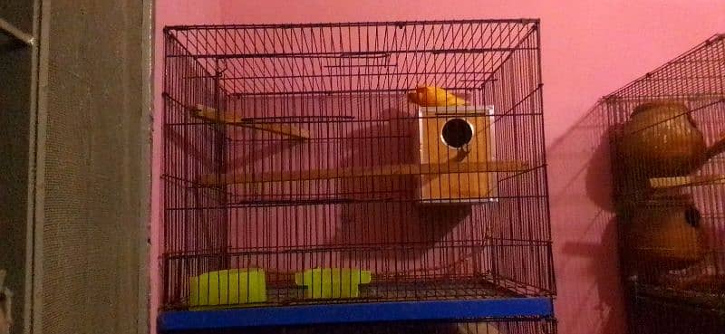 lovebirds pairs with cage and without cage 8