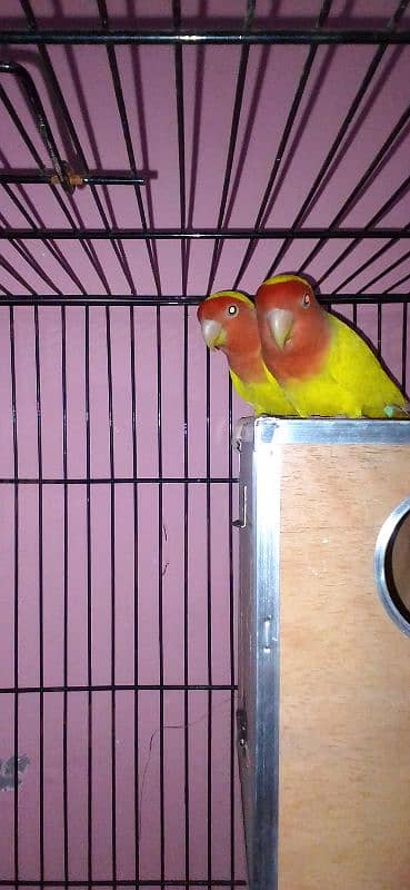 lovebirds pairs with cage and without cage 9