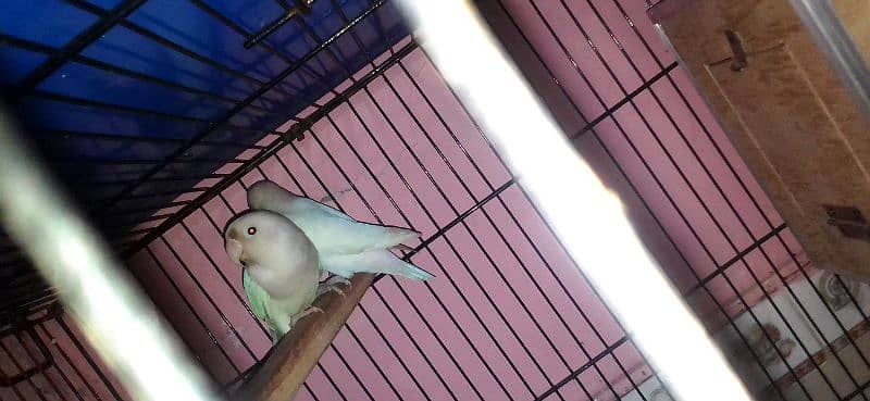 lovebirds pairs with cage and without cage 12