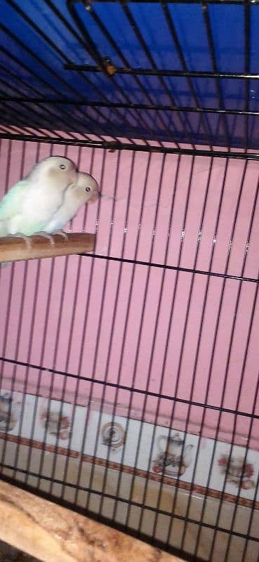 lovebirds pairs with cage and without cage 14