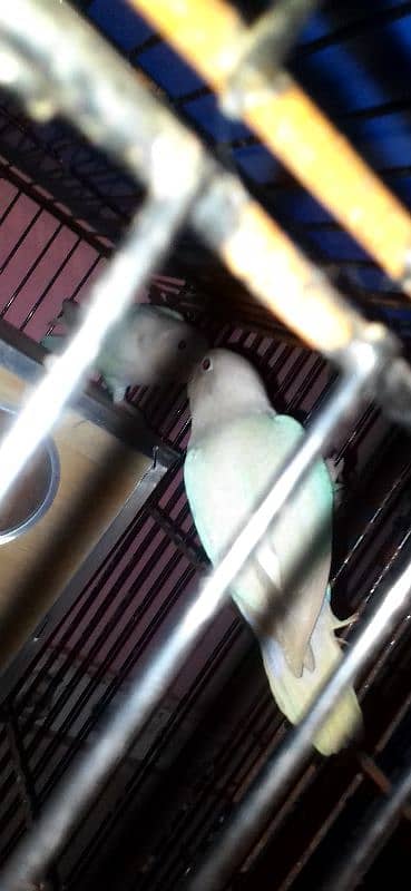 lovebirds pairs with cage and without cage 15