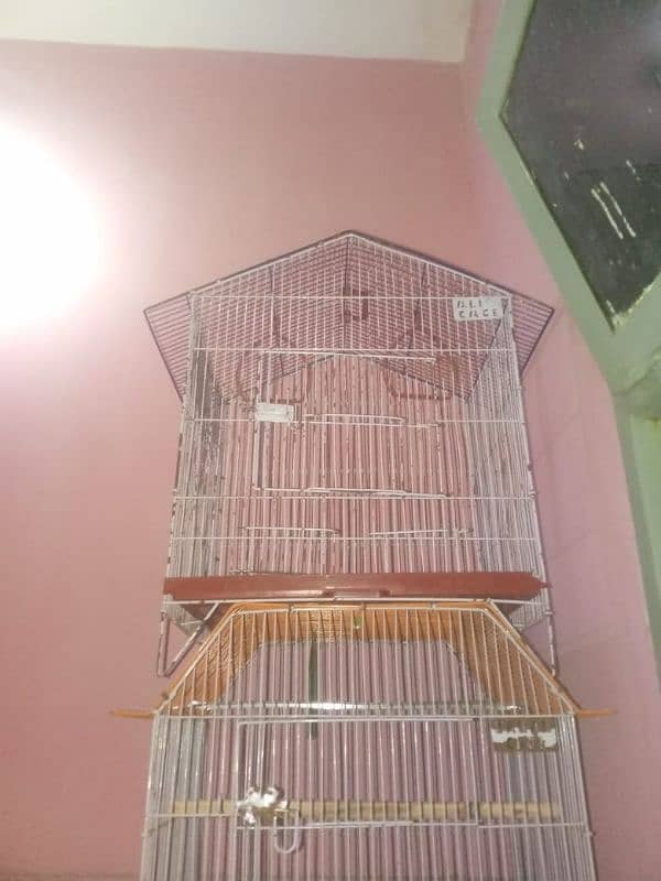 lovebirds pairs with cage and without cage 17