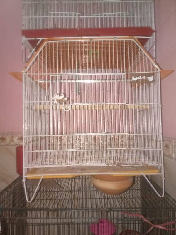 lovebirds pairs with cage and without cage 18