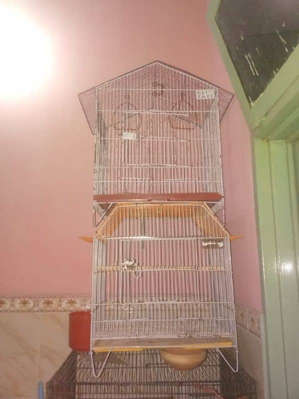 lovebirds pairs with cage and without cage 19