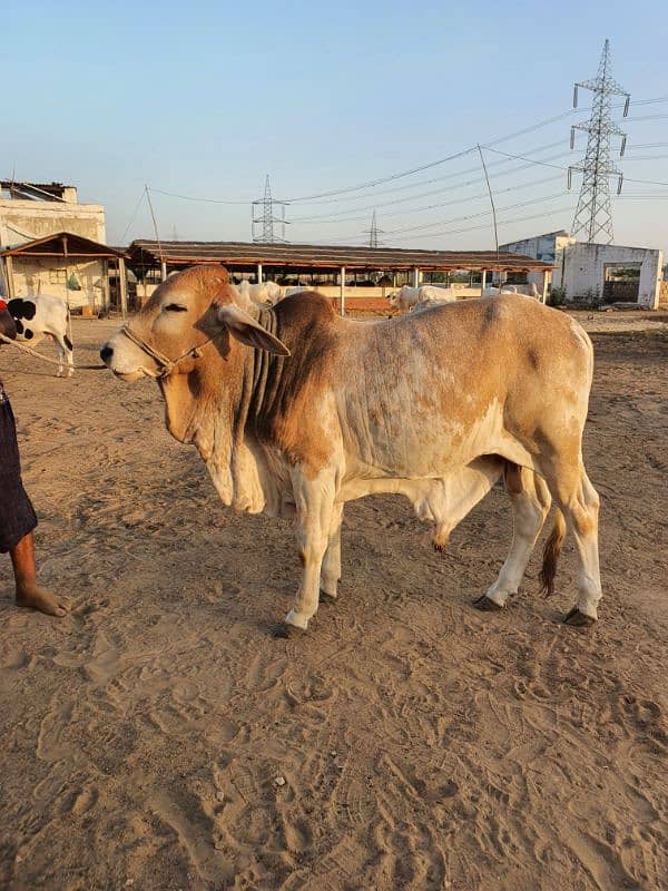 Khaki Bachra (Golden Bull) 1