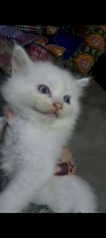 Persian baby cat 2