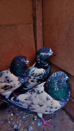 kal sira pigeons