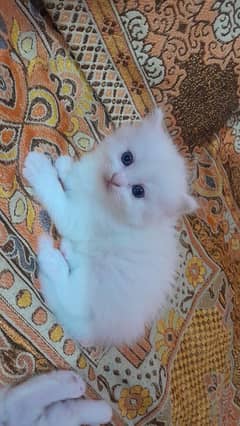 blue eyes triple coat female kitten for sale