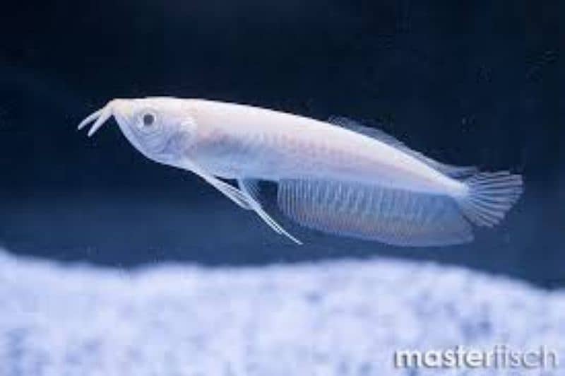 albino arowana fish 0