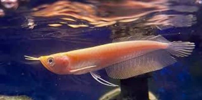 albino arowana fish 1