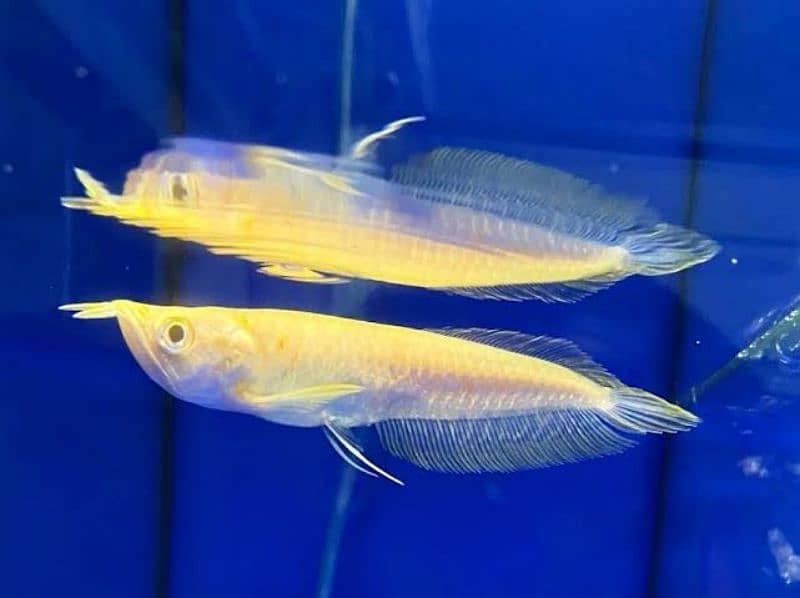 albino arowana fish 2