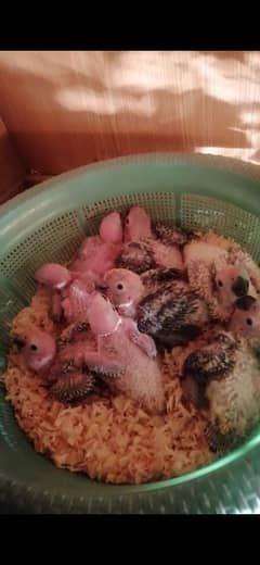 sun conure chicks