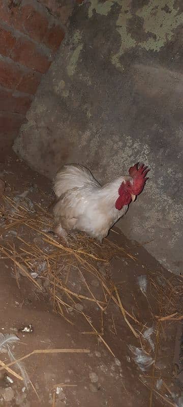 bantam 0