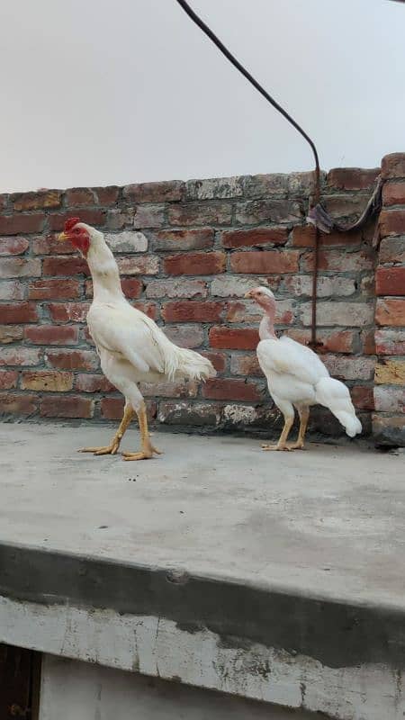 Heera long hight Pair // for sale // read full add 2