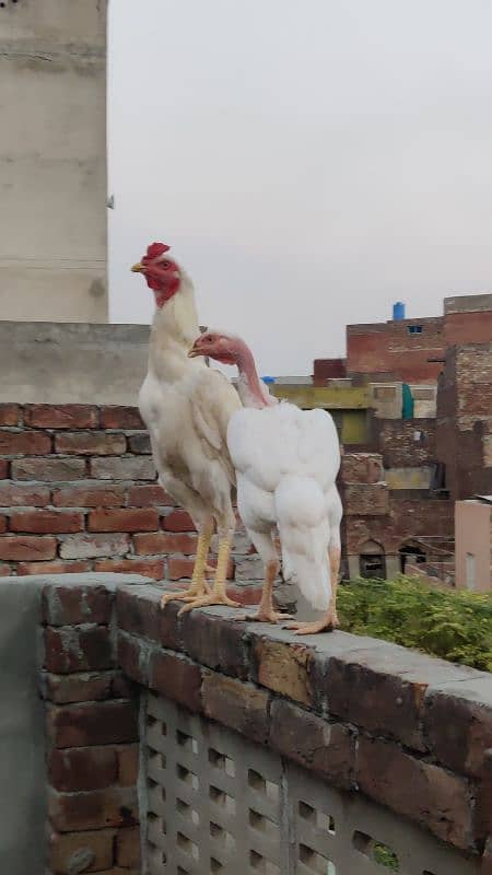 Heera long hight Pair // for sale // read full add 4