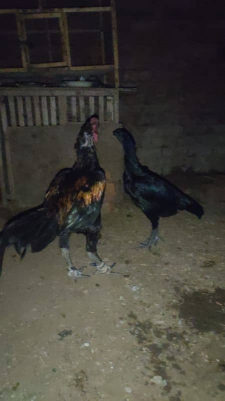 Heera long hight Pair // for sale // read full add 9