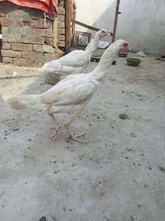 heera Aseel females  (  5 months  +  ) per 5500