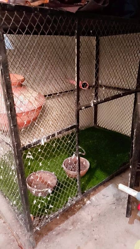 Big full iron colony cage best for breeding setup 0