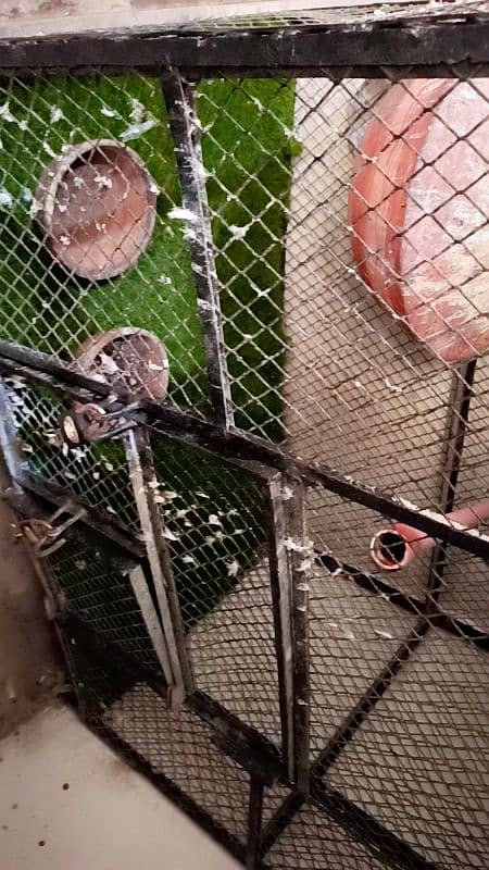 Big full iron colony cage best for breeding setup 3