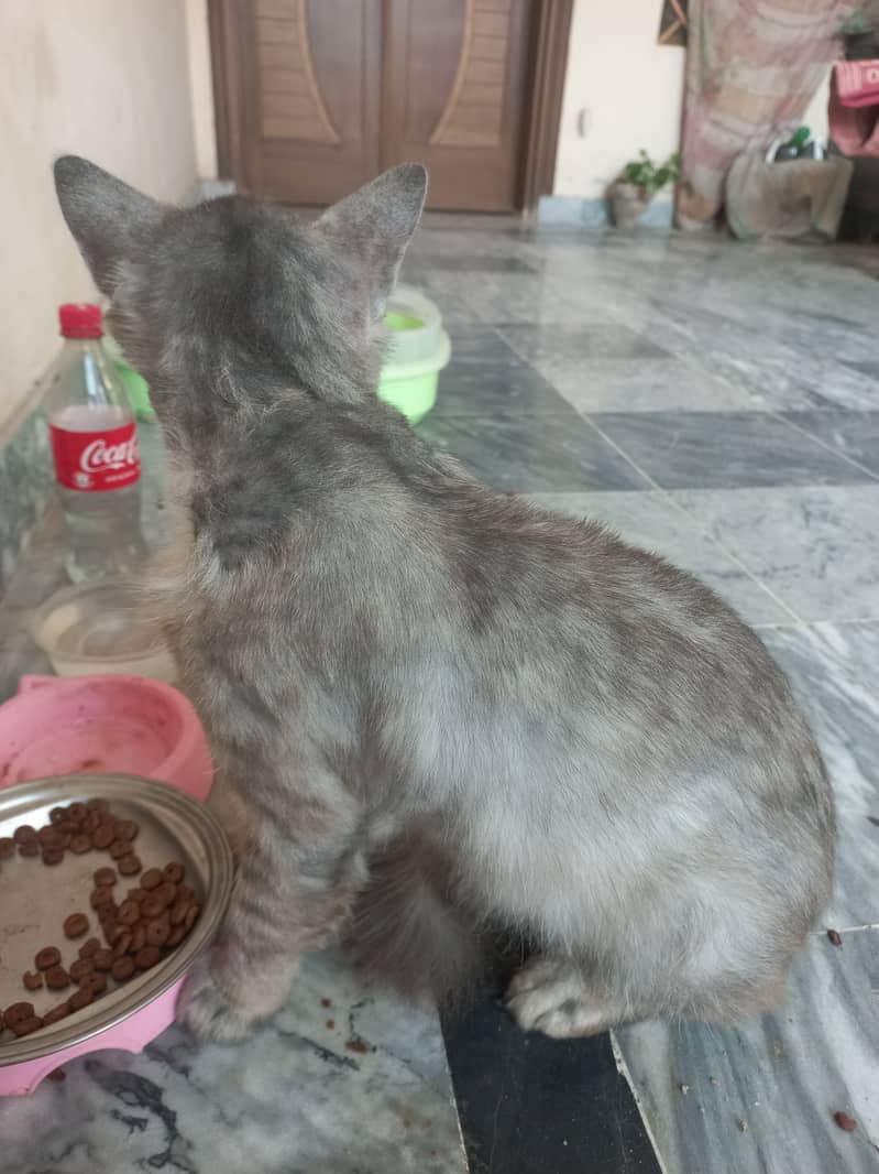 Grey Pure Persian cat for Sale 1