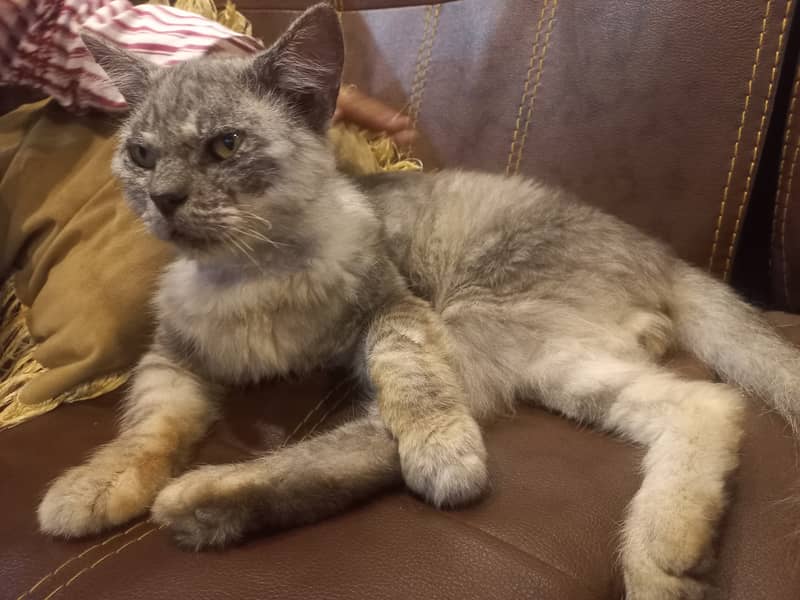 Grey Pure Persian cat for Sale 3