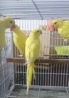 love birds conures  yellow