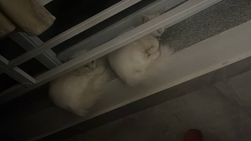 persian cat pair 6 month 2