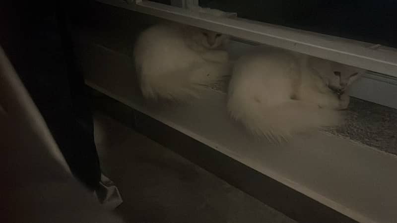 persian cat pair 6 month 3